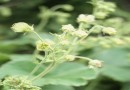 Geum bulgaricum  ©  Pandion Wild Tours